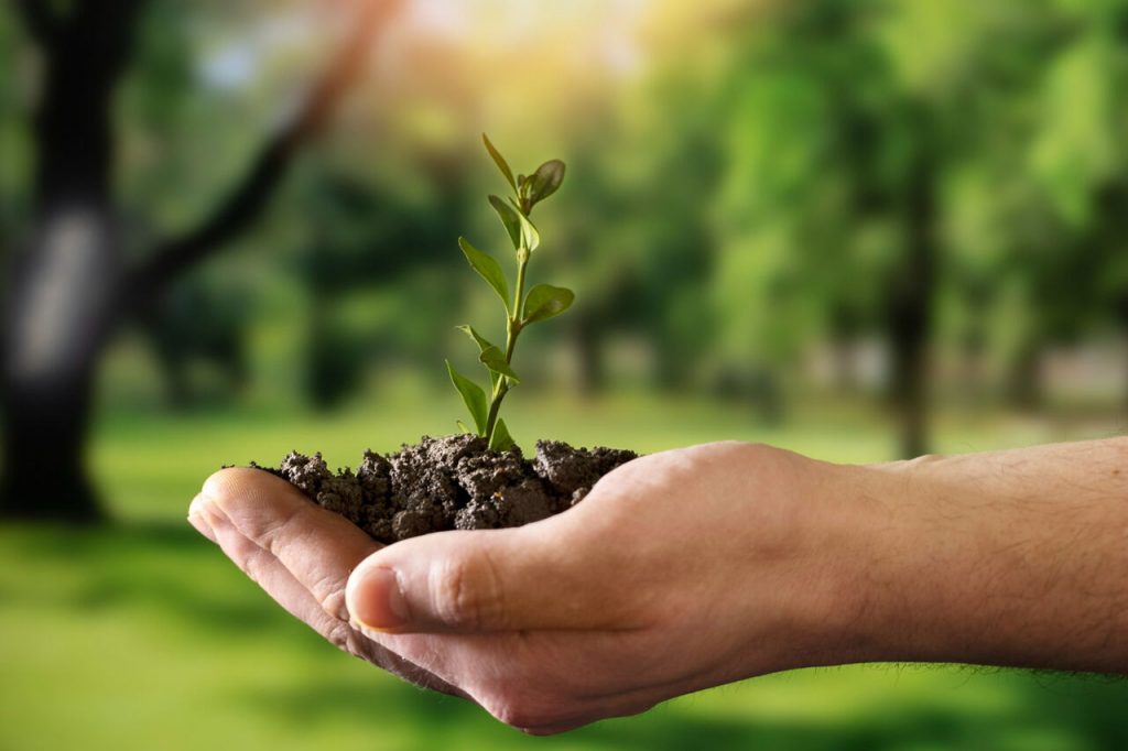 Close-up de um par de mãos segurando um punhado de terra escura com uma pequena muda de planta verde crescendo no centro. O fundo mostra uma floresta ou parque ensolarado de forma desfocada, transmitindo uma mensagem de cuidado com o meio ambiente.