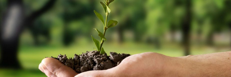 Close-up de um par de mãos segurando um punhado de terra escura com uma pequena muda de planta verde crescendo no centro. O fundo mostra uma floresta ou parque ensolarado de forma desfocada, transmitindo uma mensagem de cuidado com o meio ambiente.