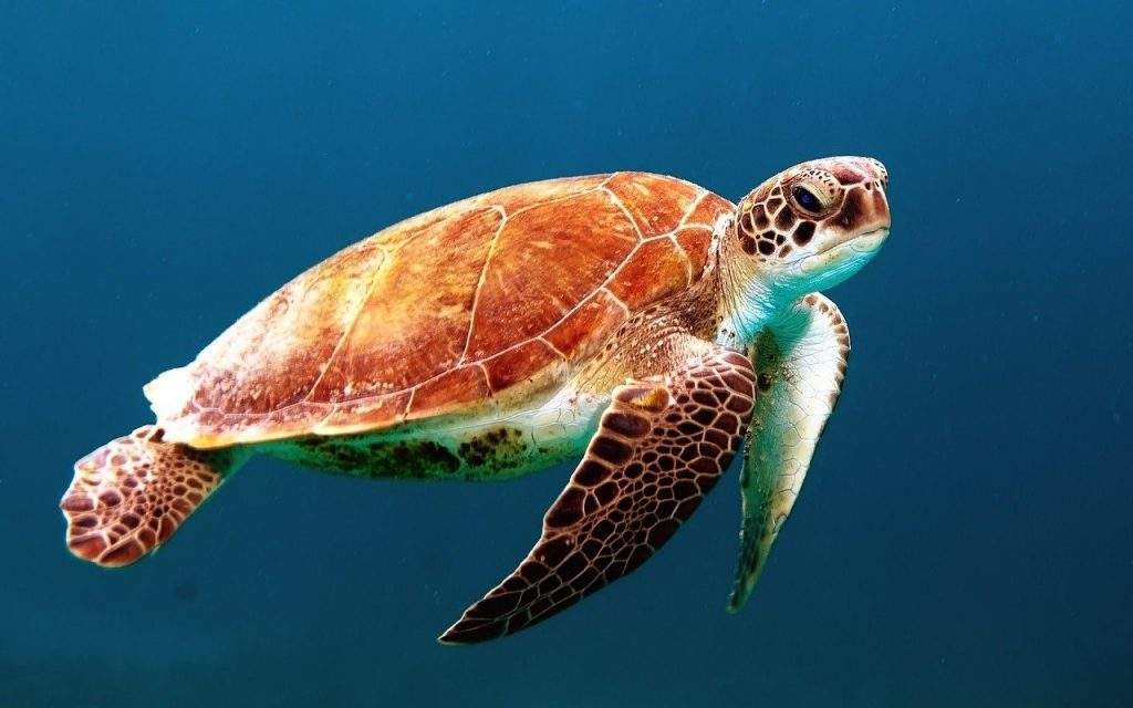 Por que aderir ao canudo ecologico