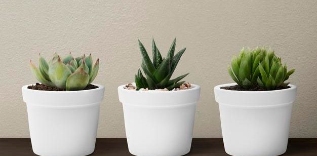 Brindes ecológicos: por que aderir esta técnica?